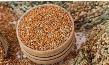 APEDA facilitates 500 startups to market and export millet based value added products