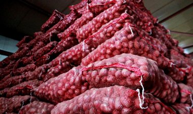 Govt to soon begin procurement of 5LT rabi onion