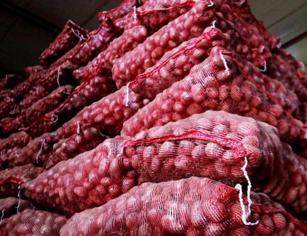 Centre Raises Onion Procurement Price to Rs 16.50/kg, Farmers Continue to Demand Higher Support Rate