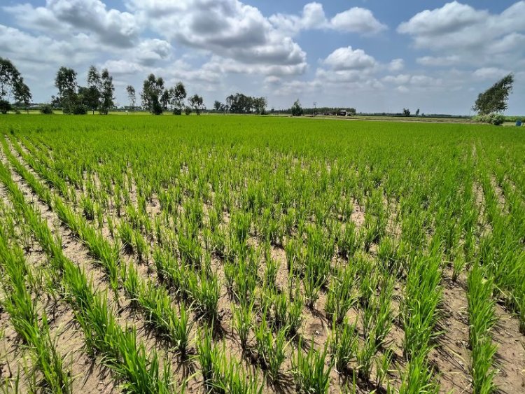 Bayer, GenZero, Shell India join hands to showcase scalability of methane emissions reduction in rice cultivation
