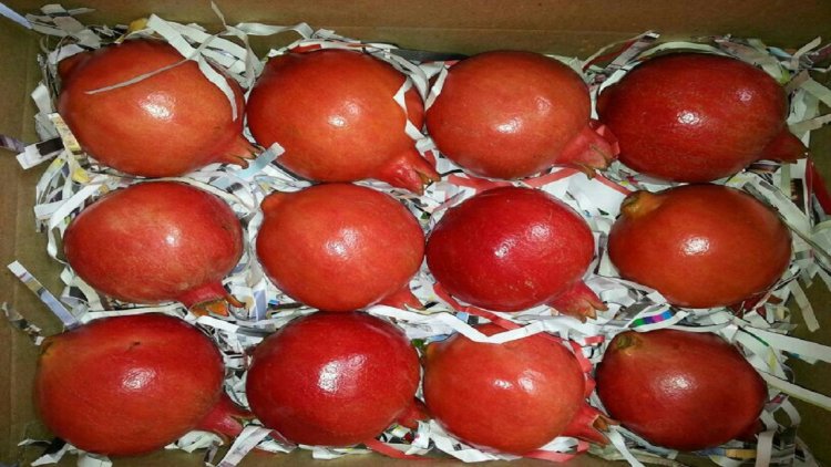 APEDA facilitates export pomegranate export to USA by air
