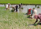 Rainfall Deficit Hits 99% in Some States During July's Second Week; Widespread Showers Likely Over Next 5 Days