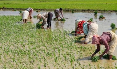 Paddy acreage rises nearly 4 pc so far this kharif season; pulses acreage falls 8 pc