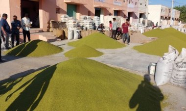 Moong farmers of Madhya Pradesh to struggle as selling produce at MSP becomes difficult