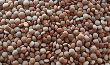 Govt issues advisory for mandatory stock disclosure of lentil with immediate effect