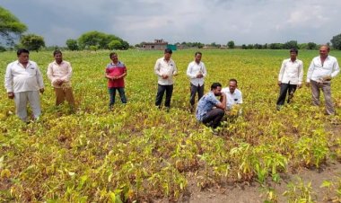 Despite more acreage, crisis looms over soyabean crops
