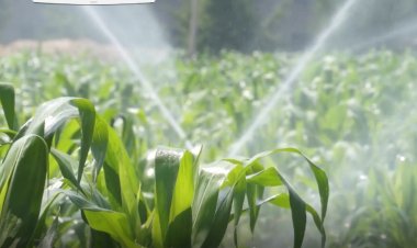 Agriculture holds solutions to global water crisis, food security: FAO