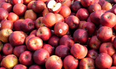 India offers juicy market for global apple growers; domestic farmers need protection
