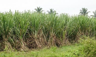 Dhanuka Agritech launches new herbicide 'Tizom' to control weeds in sugarcane crop