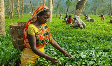 Small tea growers face challenges, look up to Centre for help