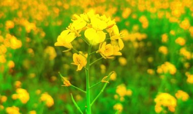 No success on land or space without scientific innovations