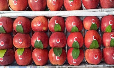 AIKS seeks rollback of tariff relaxation on US products