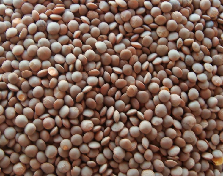 Govt issues advisory for mandatory stock disclosure of lentil with immediate effect