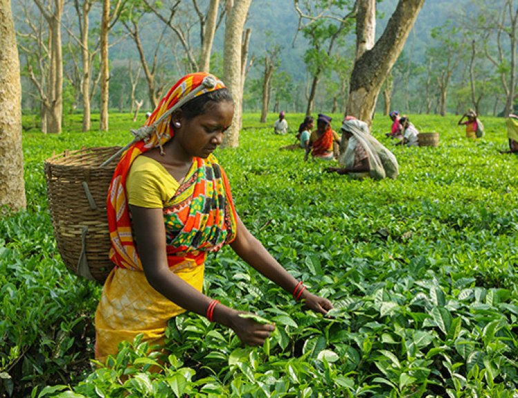 Solidaridad Asia handholds small tea growers to get an even playing ground in global market