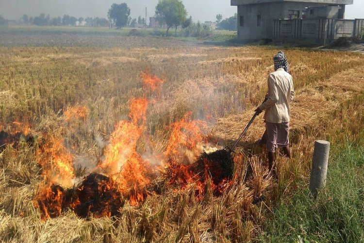 Stubble burning: 50pc drop in farm fires so far in Punjab