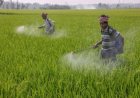 Middle East Conflict Triggers Global Fertiliser & Pesticide Spike and Food Inflation Risks