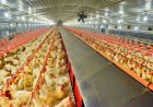 Poultry Industry to Return to Double-Digit Growth in FY27 as Higher Egg and Broiler Prices Boost Revenue: Crisil