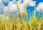 Marcha paddy of West Champaran gets GI tag, becomes 6th agricultural product of Bihar to get the recognition