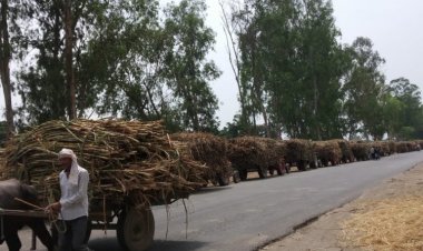 UP government increased sugarcane SAP by Rs 20, farmers were expecting a higher increase