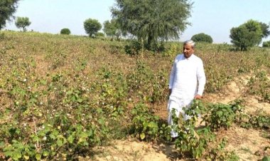 Cotton output to fall as pink bollworm causes major damage in Rajasthan, Punjab and Haryana