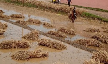 Disasters cause crop loss totalling $3.8 tn in over 30 years: FAO