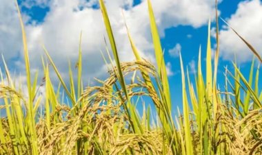 Marcha paddy of West Champaran gets GI tag, becomes 6th agricultural product of Bihar to get the recognition