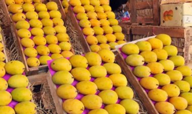 India registers 19pc growth in mango export to US in 2023-24