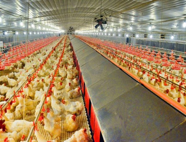Poultry Industry to Return to Double-Digit Growth in FY27 as Higher Egg and Broiler Prices Boost Revenue: Crisil