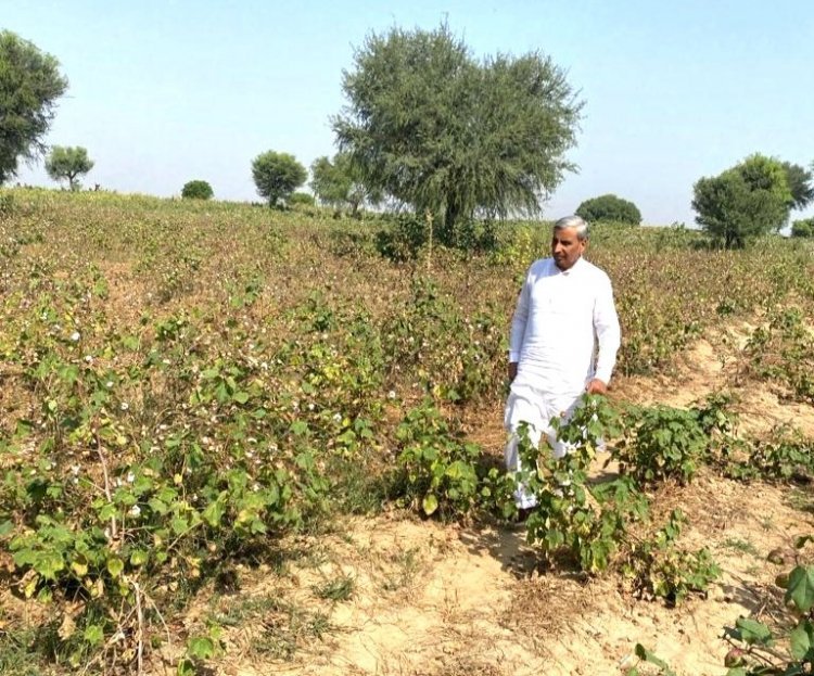 Cotton output to fall as pink bollworm causes major damage in Rajasthan, Punjab and Haryana