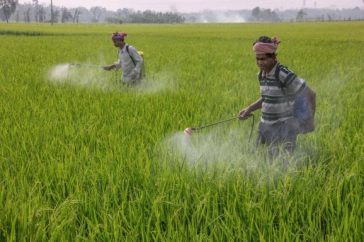 Government bans use of four pesticides including controversial monocrotophus
