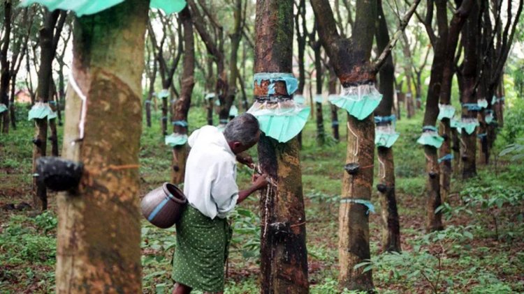 Rubber-producing nations share common concerns at annual meet