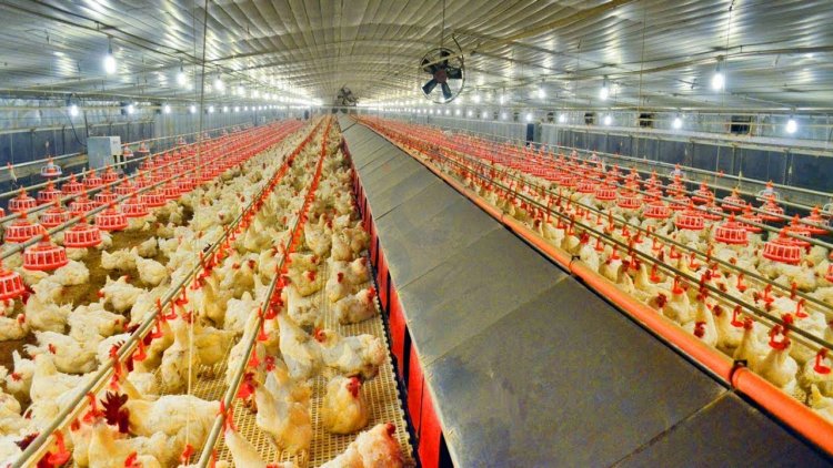 Huge demand for Indian chicken, dairy, basmati rice, wheat products in Middle East