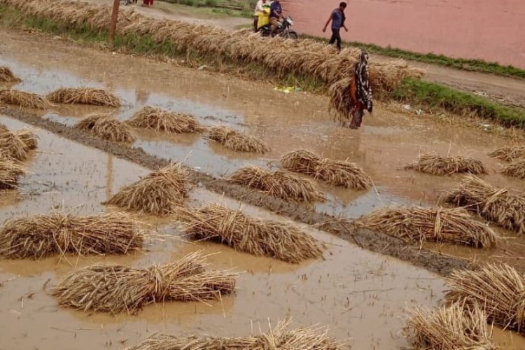 FAO Yearbook highlights impact of disasters on agriculture