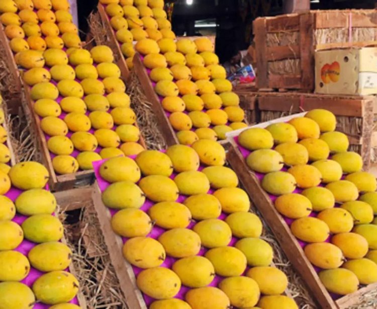 India registers 19pc growth in mango export to US in 2023-24