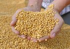 Oilmeal Exports Decline for Fifth Consecutive Month, March Shipments Fall 33% Amid West Asia Crisis