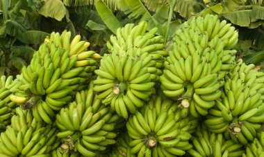 First trial shipment of bananas exported to the Netherlands