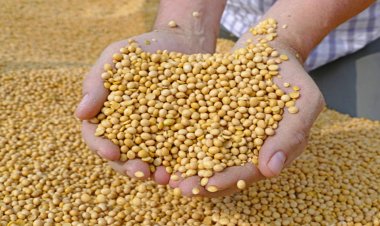 India's oilmeals export rises 36pc in Oct to nearly 2.9 lakh ton