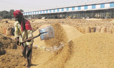 Paddy procurement increases in Punjab, crosses 182 LT