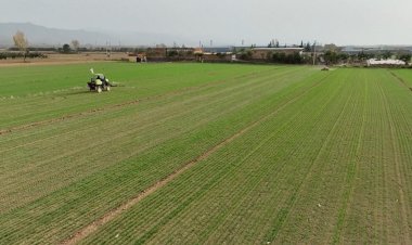 Wheat sown in 248.59 lakh hectares so far; aim to grow climate resilient varieties