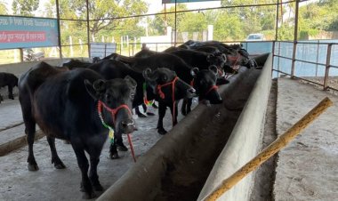 More Than 10 Crore Dairy Farmers to Benefit from GST Reforms, Claims Ministry of Cooperation