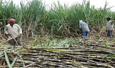 Madras High Court Orders Private Mill Owners to Pay Rs 220 Cr to Tamil Nadu Sugarcane Farmers
