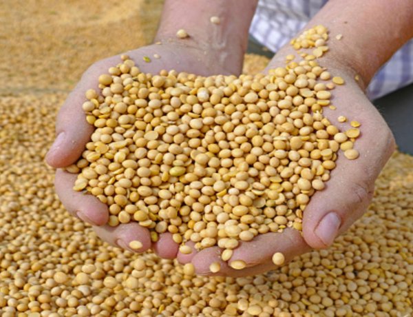 Oilmeal Exports Decline for Fifth Consecutive Month, March Shipments Fall 33% Amid West Asia Crisis
