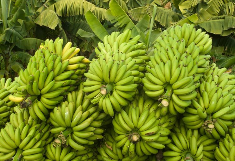 First trial shipment of bananas exported to the Netherlands