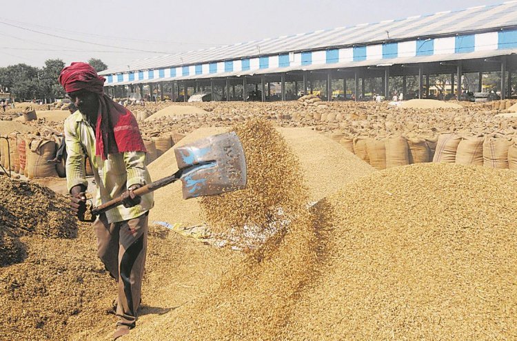 Paddy procurement increases in Punjab, crosses 182 LT