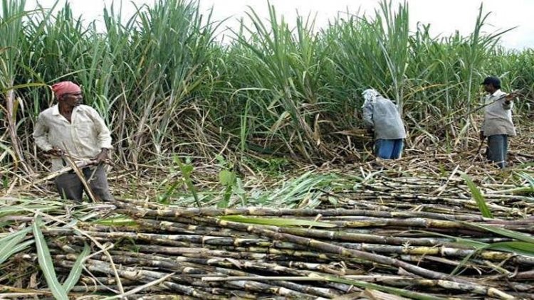 Madras High Court Orders Private Mill Owners to Pay Rs 220 Cr to Tamil Nadu Sugarcane Farmers