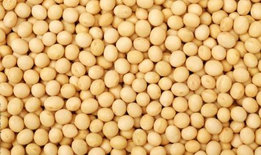 Import registration procedure of yellow peas notified