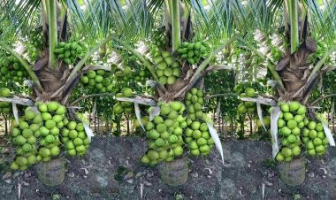 TN coconut growers to protest in Delhi