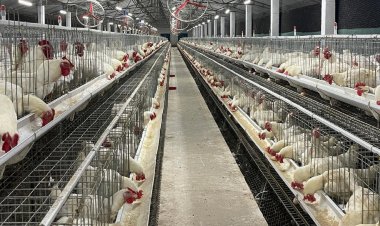 Indian poultry industry revenues to grow by 8-10pc in FY24