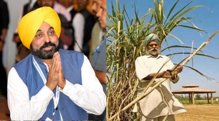 Punjab govt hikes sugarcane price by Rs 11 a qtl to Rs 391; now all eyes on UP