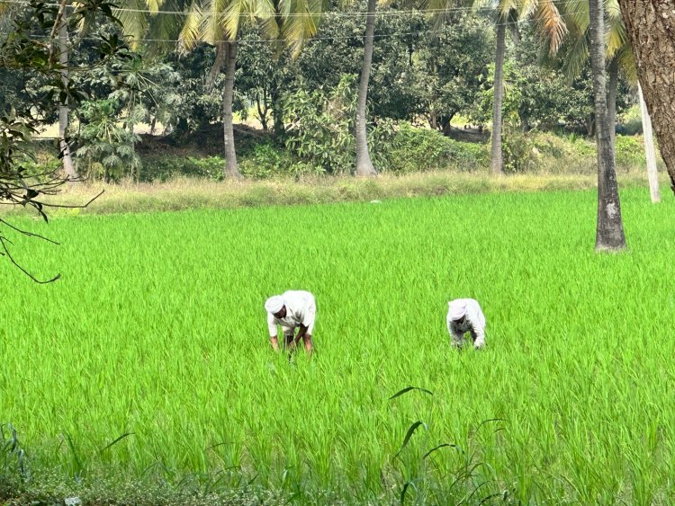 nurture.farm kickstarts Sustainable Rice Program for Rabi '23